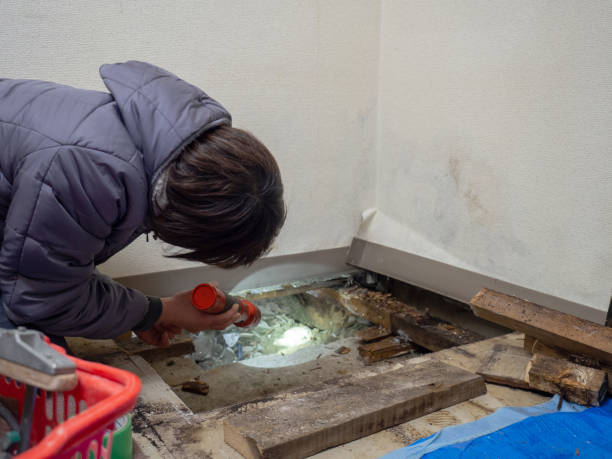 Best Mold Remediation for Healthcare Facilities  in Los Chaves, NM