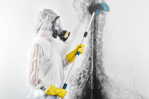 Best Asbestos and Lead Testing During Mold Inspection  in Los Chaves, NM