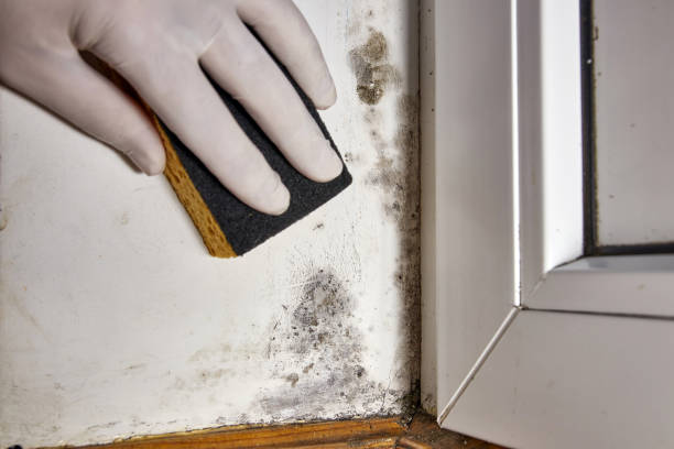Best Black Mold Removal  in Los Chaves, NM