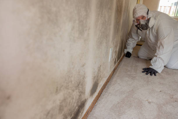 Best Emergency Mold Remediation  in Los Chaves, NM